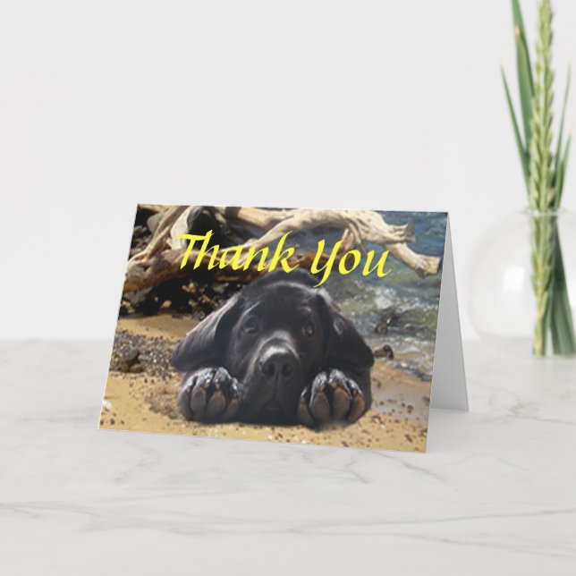 Cartão De Agradecimento Labrador Retriever Thank You Card (Frente)