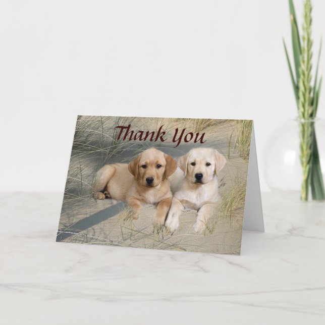 Cartão De Agradecimento Labrador Retriever Thank You Card Pups On Beach (Frente)
