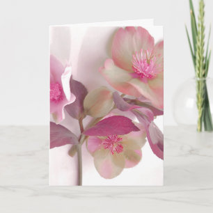 Cartão De Agradecimento Lencol de Papel Sonhadoras Hellebores