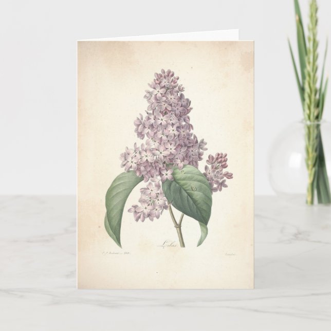 Cartão De Agradecimento Lilac by Redoute Botanical Sympathy Card (Frente)