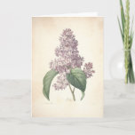 Cartão De Agradecimento Lilac by Redoute Botanical Sympathy Card<br><div class="desc">"Pierre-Joseph Redouté (10 July 1759 in Saint-Hubert, Belgium – 19 June 1840 in Paris), was a Belgian painter and botanist, known for his watercolours of roses, lilies and other flowers at Malmaison. He was nicknamed "The Raphael of flowers". He was an official court artist of Queen Marie Antoinette, and he...</div>