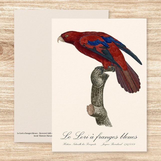 Cartão De Agradecimento Lório-de-cauda-vermelha, Trichoglossus borneus (Long-Tailed Red Lory, Trichoglossus borneus. Thank You Card)