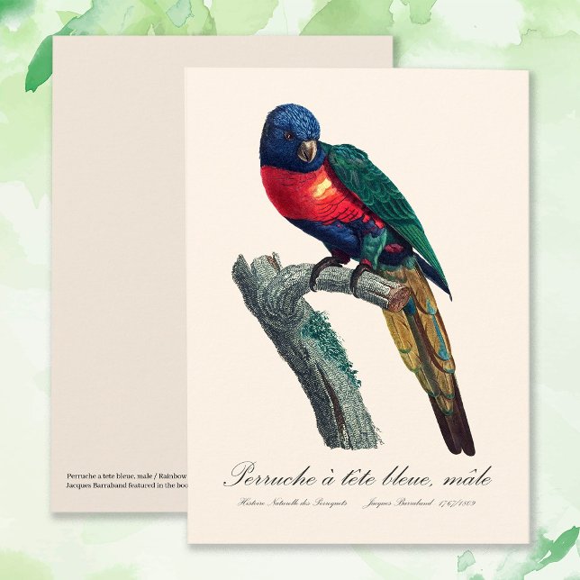 Cartão De Agradecimento Loriqueet Arco-íris Macho, Trichoglossus Moluccanu (Rainbow Lorikeet Male, Trichoglossus Moluccanus. Thank You Card)