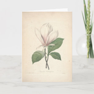 Cartão De Agradecimento Magnolia By Redoute Sympathy Card