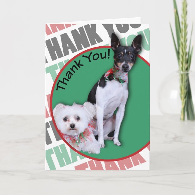 Cartão De Agradecimento Maltês e Fox Terrier Obrigado (Frente)