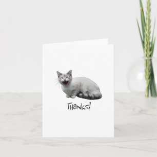 Cartão De Agradecimento Medição de Obrigados de Gato
