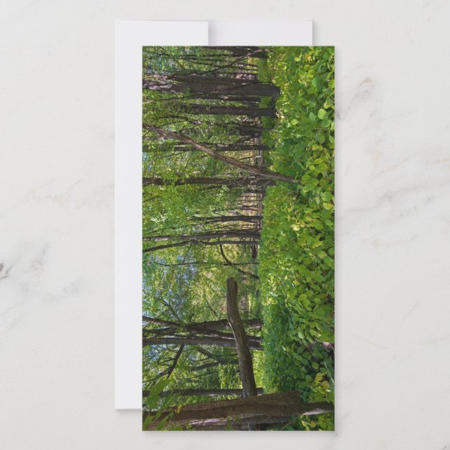 Cartão De Agradecimento na floresta em fort snelling state park (Frente)