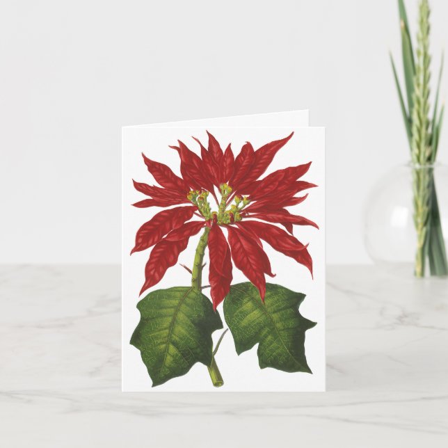 Cartão De Agradecimento Natais vintages Obrigado (Frente)