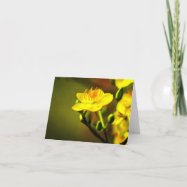 Cartão De Agradecimento Notecard do Apricot Blossom All Occasion