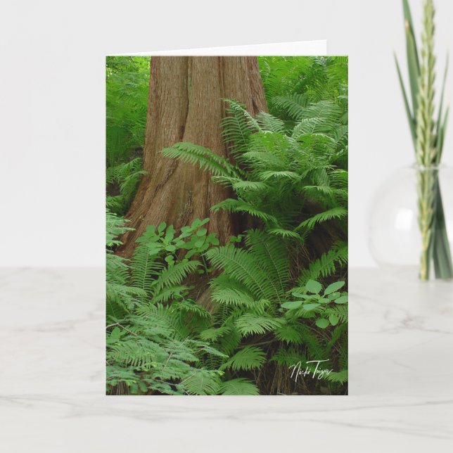 Cartão De Agradecimento Notecard Redwood & Ferns (Frente)