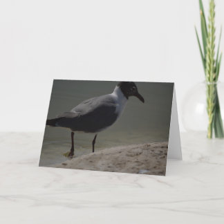 Cartão De Agradecimento Notecard rico Seagull
