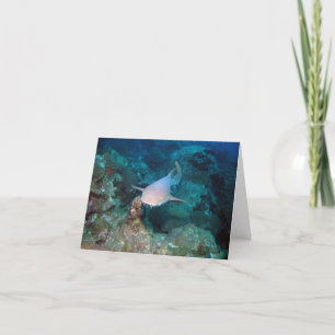 Cartão De Agradecimento Nurse Shark Card