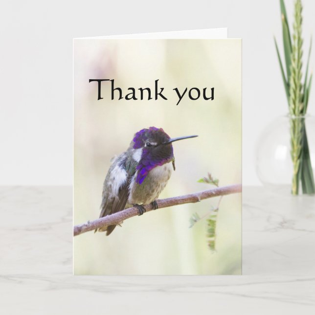 Cartão De Agradecimento O Hummingbird de Costa empoleirado em um galho (Frente)