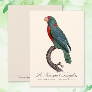 Cartão De Agradecimento O Papagaio Langlois por Jacques Barraband