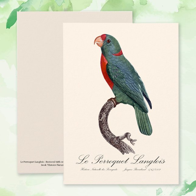 Cartão De Agradecimento O Papagaio Langlois por Jacques Barraband (Le Perroquet Langlois by Jacques Barraband. Thank You Card)