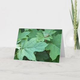 Cartão De Agradecimento Oakleaf Hydrangea Blank Note Card