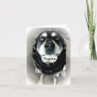 Cartão De Agradecimento Obrigado, Cão