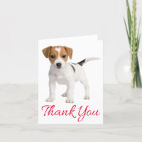 Obrigado Jack Russell Terrier Vazio De Cachorro