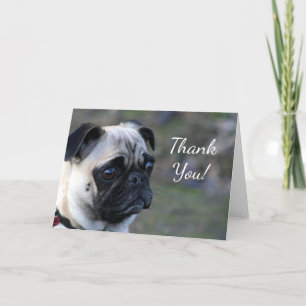 Cartão De Agradecimento Obrigado, pug.