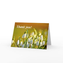 Obrigado Snowdroers Flores