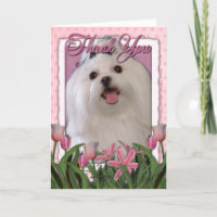 Obrigado - tulipas cor-de-rosa - maltês