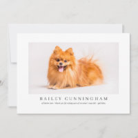 Obrigados De Pet Fotográficos Modernos E Simples E