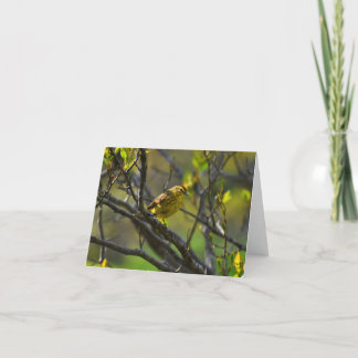 Cartão De Agradecimento Palm Warbler #1 - Placa de Nota de Vazio