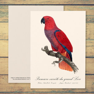 Cartão De Agradecimento Papagaio-do-molque-vosmaer, Eclectus Roratus Vosma