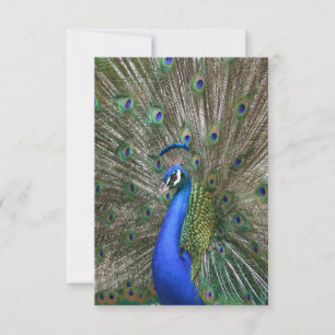 Cartão De Agradecimento Peacock Photo