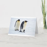 Cartão De Agradecimento Penguin frozen ice snow bird weather cute animals<br><div class="desc"></div>