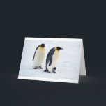 Cartão De Agradecimento Penguin frozen ice snow bird weather cute animals<br><div class="desc"></div>