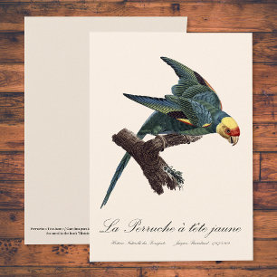 Cartão De Agradecimento Periquito-da-carolina, Conuropsis carolinensis