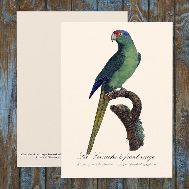 Cartão De Agradecimento Periquito-fronte-laranja, Eupsittula Canicularis (Orange-Fronted Parakeet, Eupsittula Canicularis. Thank You Card )