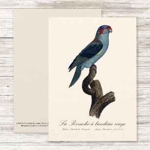 Cartão De Agradecimento Perruche à bandeau rouge / Lorikeet musk 