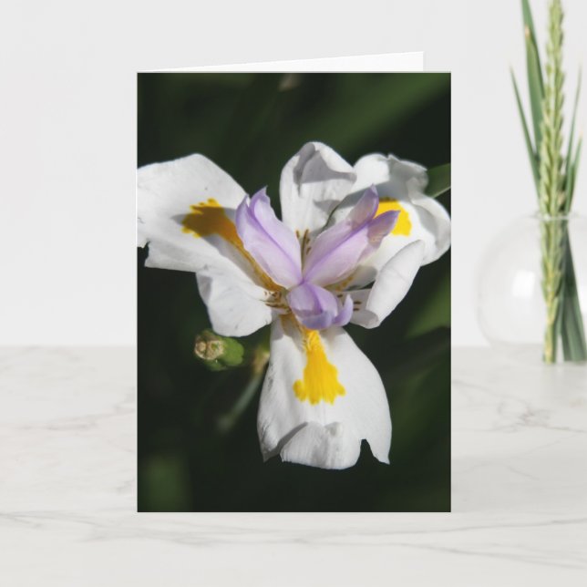 Cartão De Agradecimento pétalas de flores delicadas (Frente)