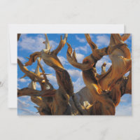 Pinheiro Bristlecone