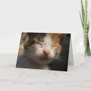 Cartão De Agradecimento Placa de Cuteness Kitten