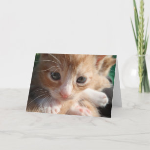 Cartão De Agradecimento Placa de Cuteness Kitten