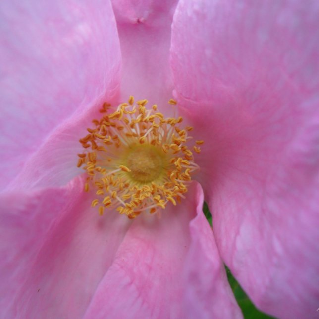 Cartão De Agradecimento Placa de dia de as mães (Criador carregado)