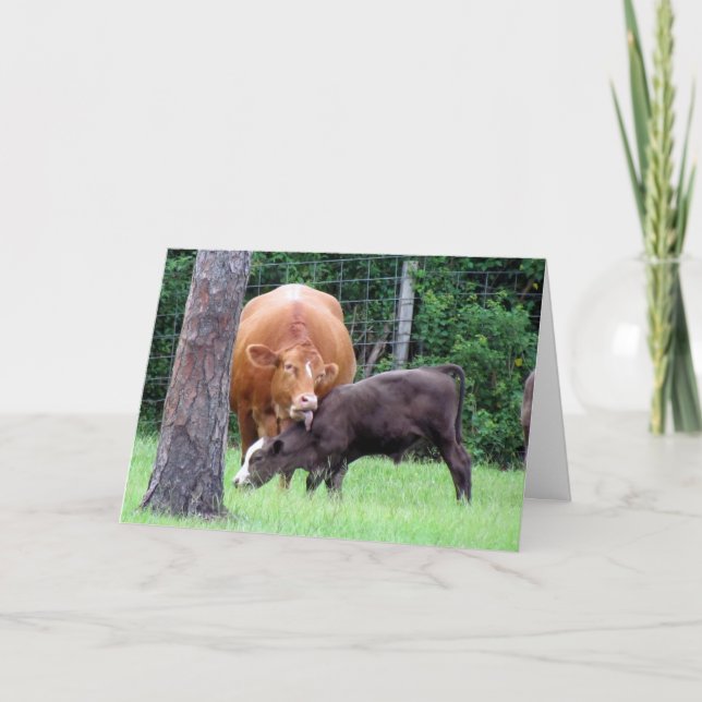 Cartão De Agradecimento Placa de Dia de as mães de Recolha de Vaca (Frente)