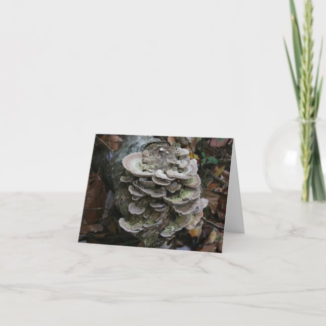 Cartão De Agradecimento Placa de fungos poliporos (vazio) (Frente)