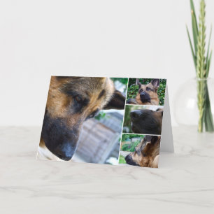 Cartão De Agradecimento placa de german shepherd