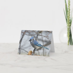 Cartão De Agradecimento Placa de vazio Bluejay.