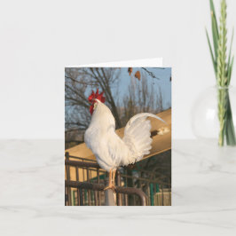 Cartão De Agradecimento Placa de Vazio do Rooster