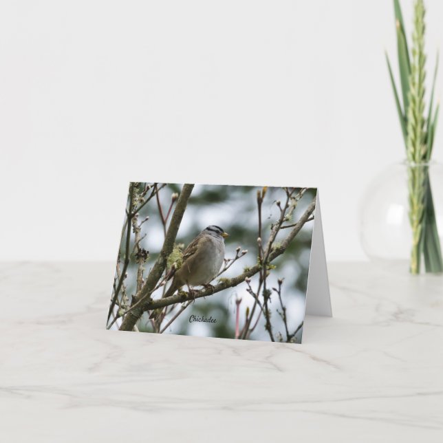 Cartão De Agradecimento Placa primavera Chickadee (Frente)