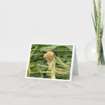 Placas de Nota de Vazio de Regras do Cat