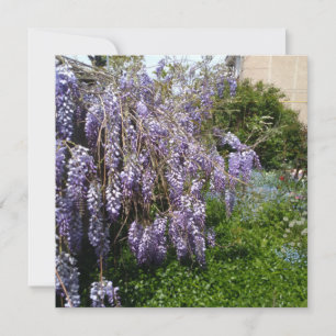 Cartão de Agradecimento Plano Wisteria Violeta Ver