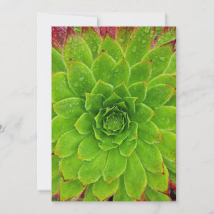 Cartão De Agradecimento Planta Lover Aeonium Magic