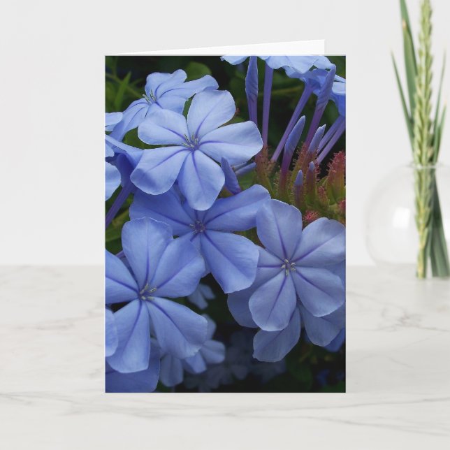Cartão De Agradecimento Plumbago (Frente)