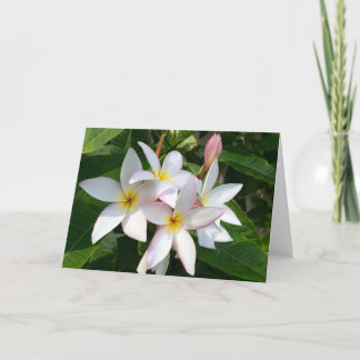 Cartão De Agradecimento Plumeria Blooms Vazio Card